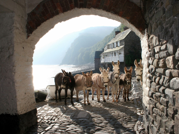 Donkeys in the archway of The Red Lion