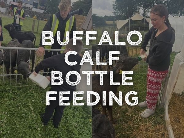 Buffalo Calf Bottle Feeding