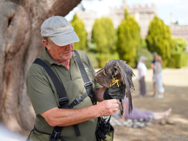 Falconry Sundays