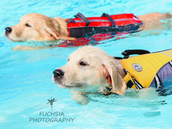Dee & Griffin Dog Swim 11th & 12th of October 2025