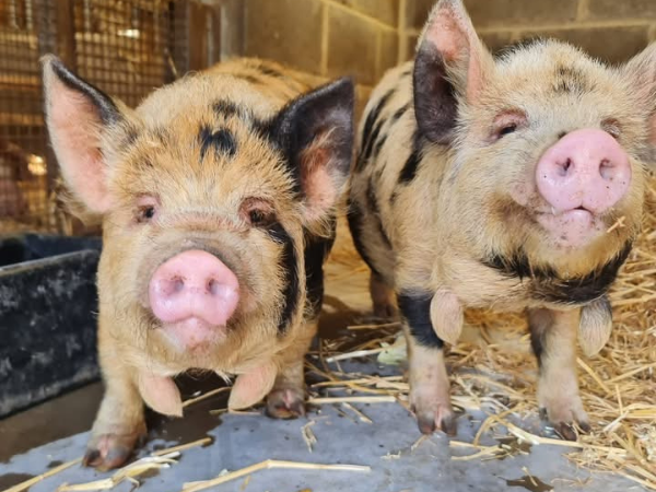 Pig Meet and Greet