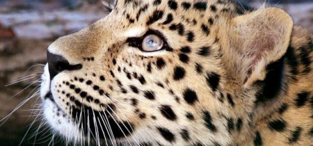 Amur Leopard Feeding Experience