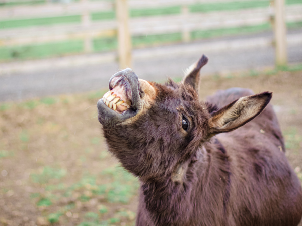 Admission to Rand Farm Park
