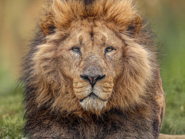 Ultimate Big Cat Experience