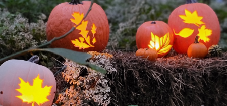 Pumpkin Forest