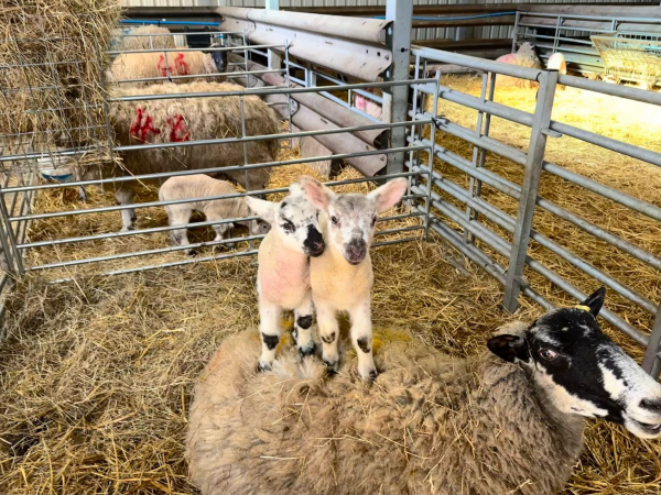 General Admission and Lambing Week 14th - 22nd February