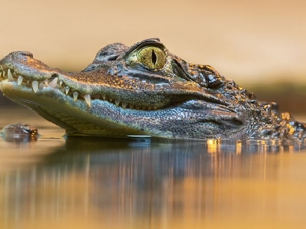 Reptile Encounter Experience