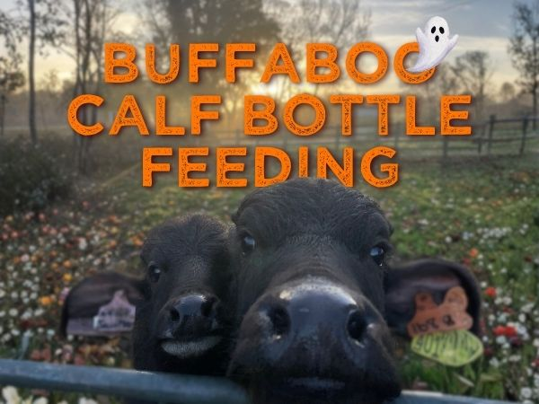 BuffaBOO Calf Bottle Feeding - 2026
