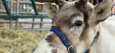 Christmas Reindeer Experience