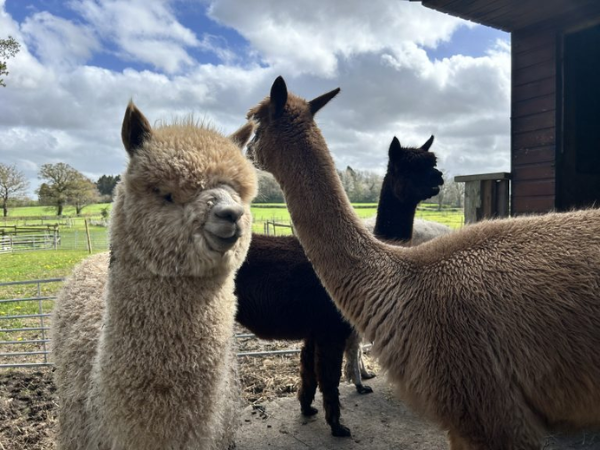 Alpaca Husbandry: Introduction to all things Alpaca