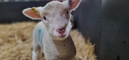 Animal Encounter - Lambs