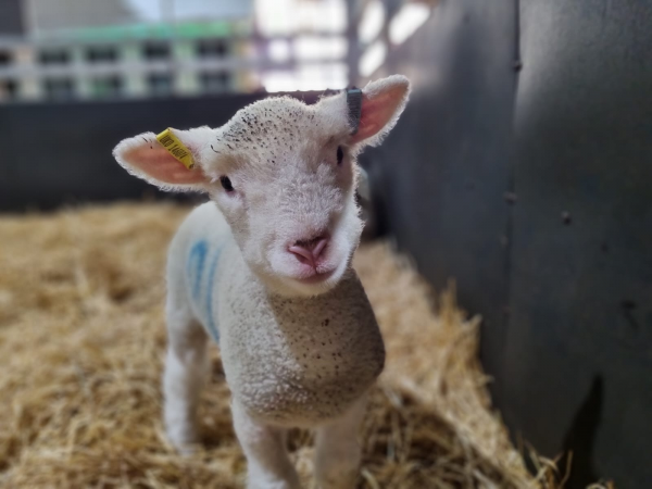 Animal Encounter - Lambs