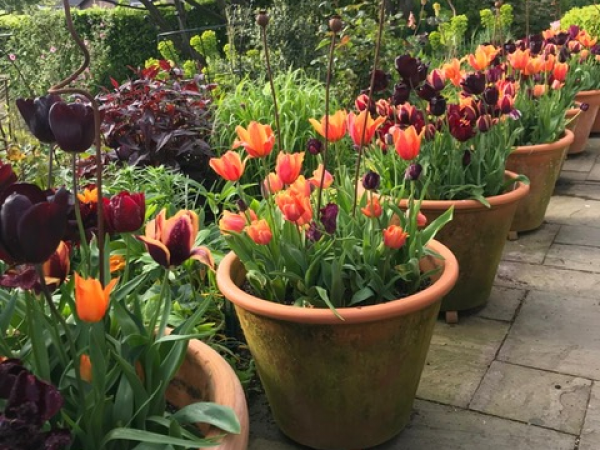 Autumn Planting for Spring Display