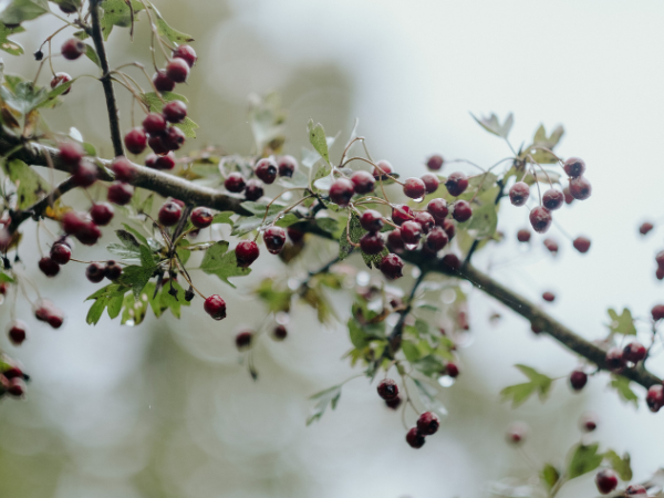 Winter Foraging at Ulster Folk Museum