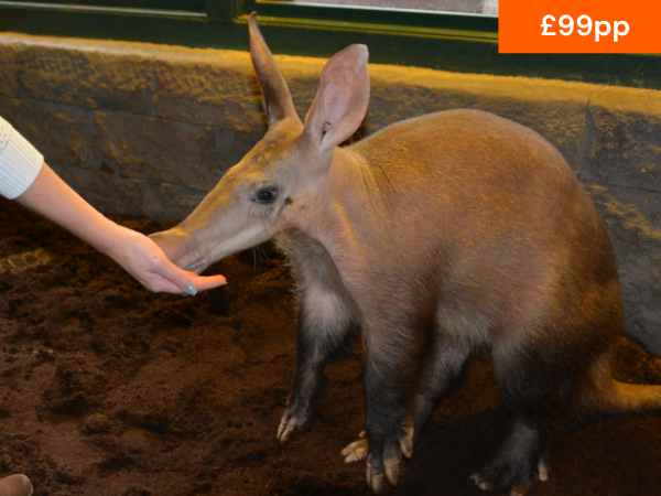 VIP AARDVARK EXPERIENCE