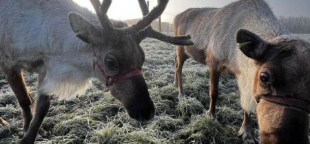 Reindeer Encounter - photo of two reindeer in a frosty field