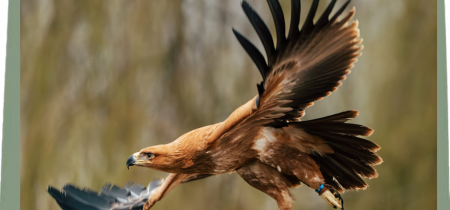 Private Eagle & Vulture Encounter