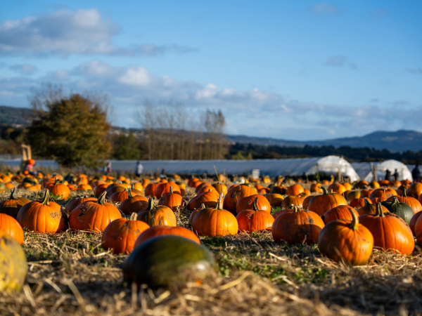 Quiet Pumpkin Picking