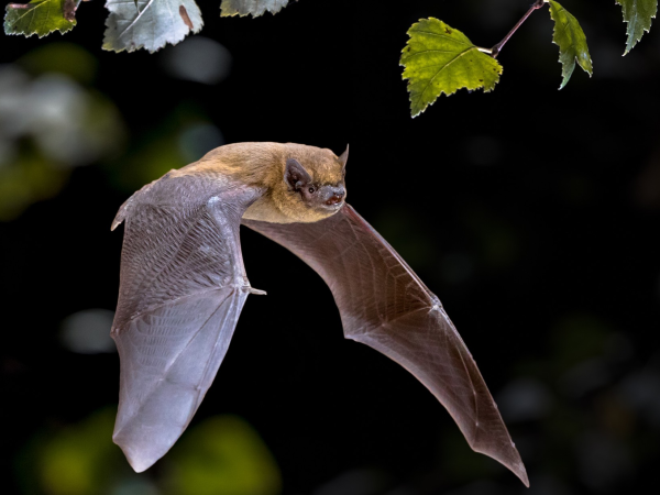 Invermoriston Bat Walk