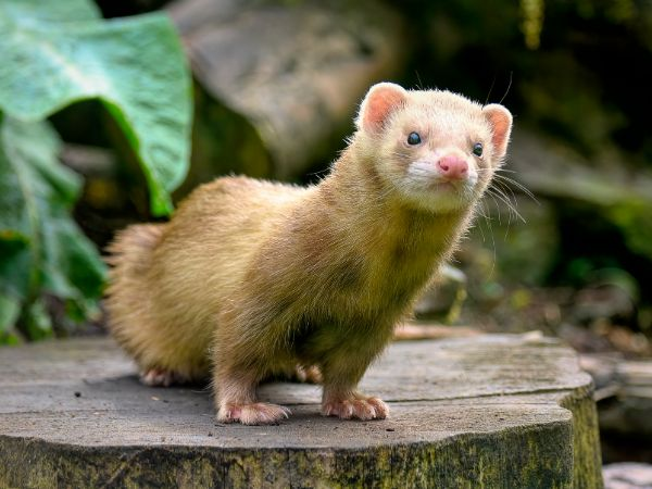 Ferret Encounter