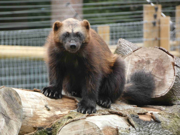 Exclusive Wolverine Experience