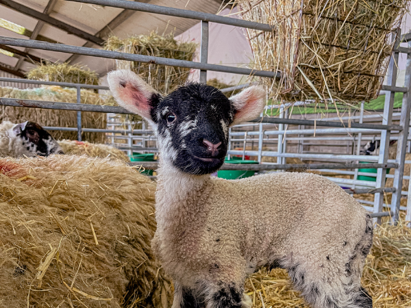 Lambing Live