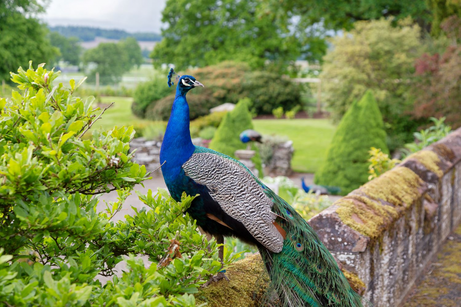 Buy Admissions Gardens Only 2025 Tickets online Scone Palace