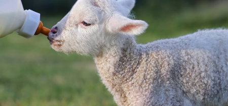 Lamb Feeding Experience