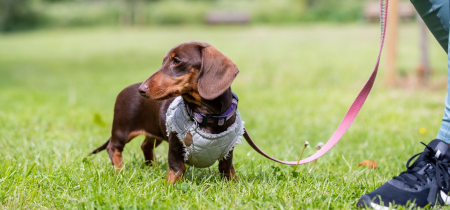 Woof Walk: Campbell Park