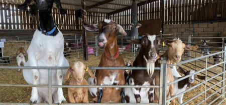 Meet the Animals, with Millers Ark mobile farm 28th, 28th & 30th May