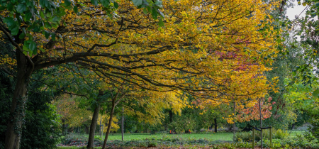 Walk & Talk: Great Linford Manor Arboretum