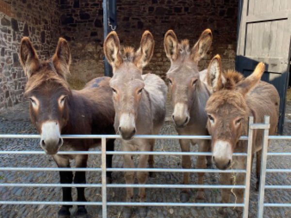Donkey Dawdles Court Gardens Walk