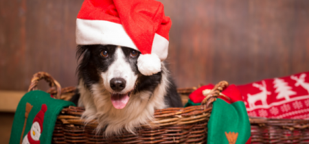 Collie dog wearing a Santa hat