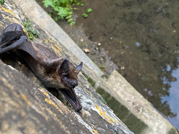 Apex Park Bat Walk