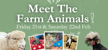 Meet The Farm Animals