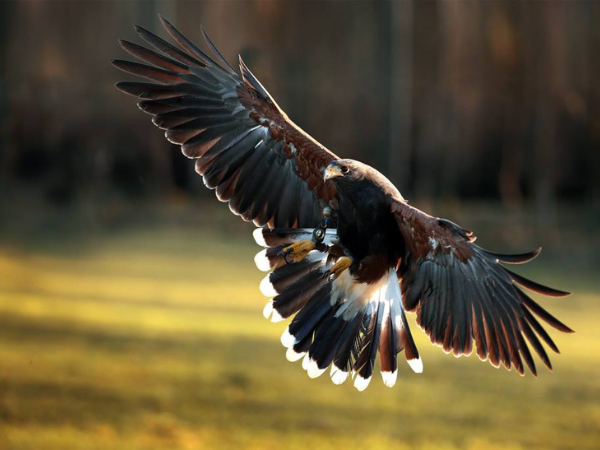 Hawk Walk