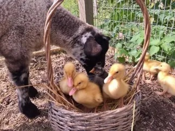 8+ Animal Encounter