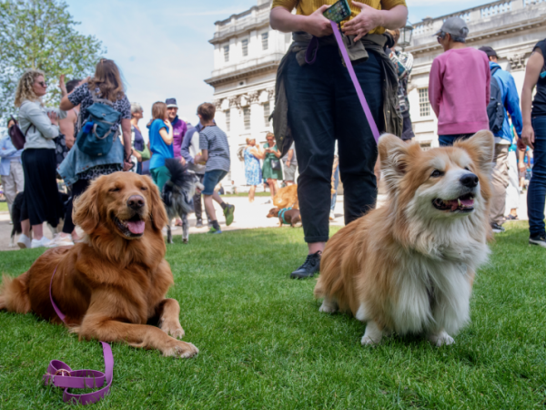 Greenwich Dog Show 2025 : Audience ticket