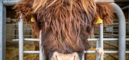 Highland Cow Experience