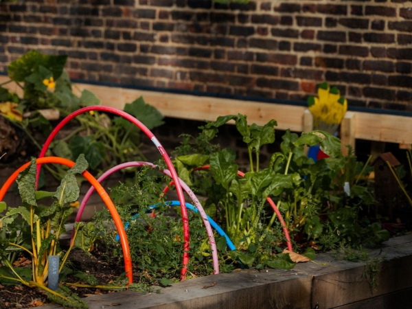 A photograph of a bed of green plants with colourful trellises installed alongside them