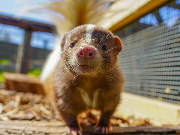 photo of a skunk up close to the camera!