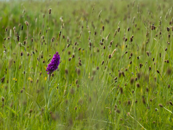 Wildflower walk with Wal Eyre