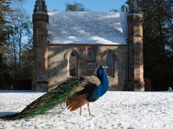 Friends of Scone Christmas Candlelit Tour with William, Lord Stormont (20th December 2025 - 3.00pm)