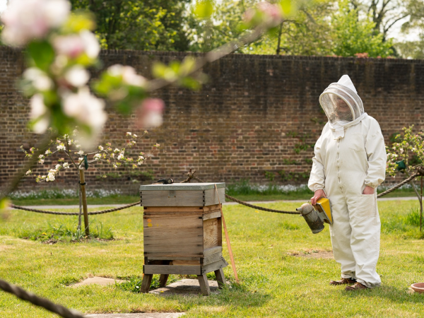 Beekeeping experience