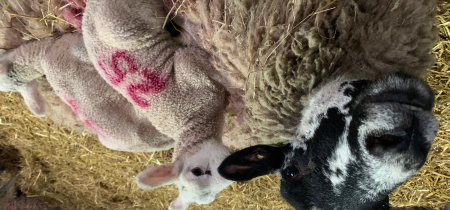 Lambing Week