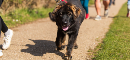 Woof Walk: Stanton Low Park