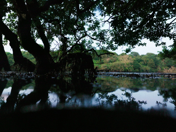 Homecoming Presents: No Trees No Seas