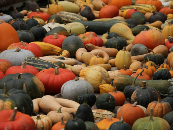 Autumn Watercolours for Beginners