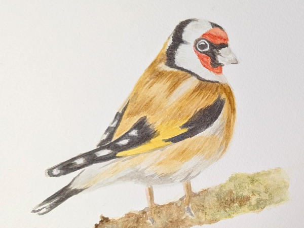 2026 Workshop: Watercolour Birds