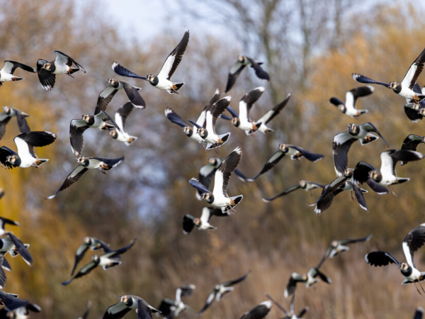 Guided Birdwatch Walk